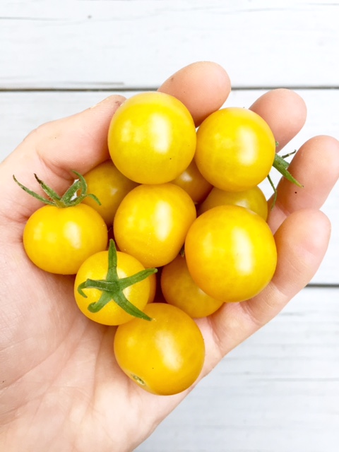 grow your own tomatoes